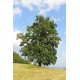 Metsätammi (Quercus robur)